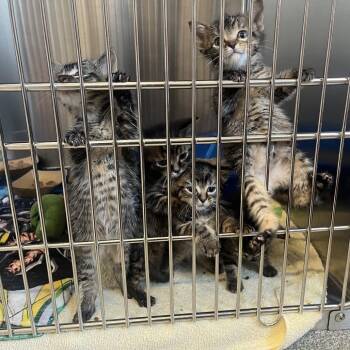 Birdie -  Domestic Short Hair Cat Available for Adoption in Oak Brook, Illinois - Birdie | PetCurious