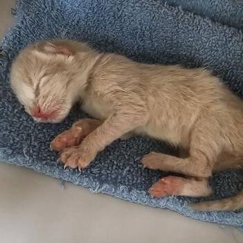 Val -  Domestic Short Hair Cat for Adoption in Lynchburg, Virginia - Val | PetCurious
