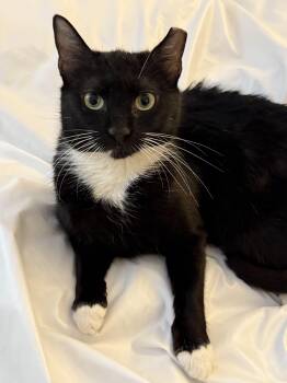 Rescue American Shorthair Cats for Adoption in New York, New York - Grape | PetCurious