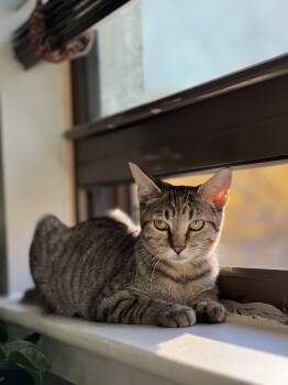 Rescue Domestic Short Hair Cats for Adoption - Lewis | PetCurious