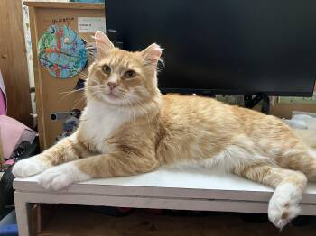 Indiana Jones (Jonesy) -  Tabby Cat for Adoption in Crockett, California - Indiana Jones (Jonesy) | PetCurious