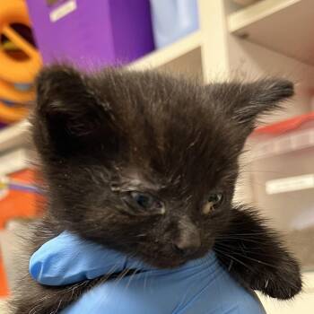 71703 -  Domestic Short Hair Cat for Adoption in Harrisonburg, Virginia - 71703 | PetCurious
