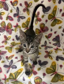 John Will @Petsmart Walker Rd -  Tabby Cat for Adoption in Newberg, Oregon - John Will @Petsmart Walker Rd | PetCurious