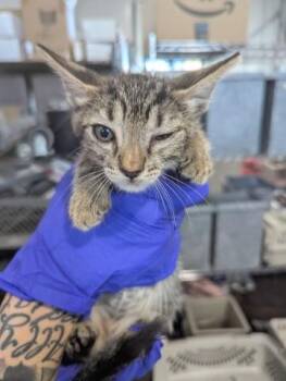 PABLO -  Domestic Short Hair Cat for Adoption in San Bernardino, California - PABLO | PetCurious