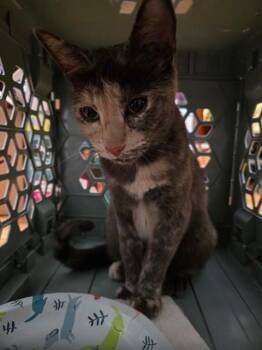 TESS -  Domestic Short Hair Cat for Adoption in St. Louis, Missouri - TESS | PetCurious