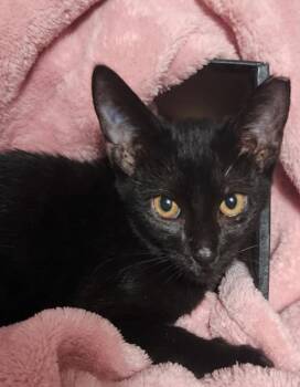 Tilly -  Domestic Short Hair Cat for Adoption in East Brunswick, New Jersey - Tilly | PetCurious