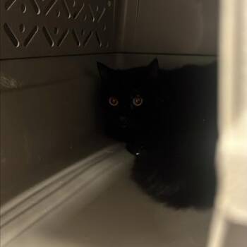 Domestic Short Hair Cats Available for Adoption - Yam | PetCurious