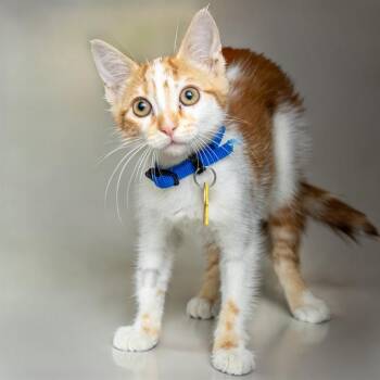 ELEPHANT -  Domestic Short Hair Cat for Adoption in St. Louis, Missouri - ELEPHANT | PetCurious