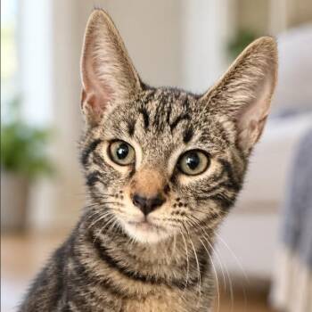 Zin -  Domestic Short Hair Cat for Adoption in Escondido, California - Zin | PetCurious