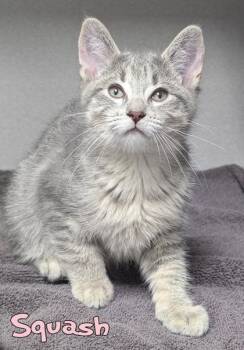 Squash (Offsite @ Joeys) -  Domestic Short Hair Cat for Adoption in Mason, Michigan - Squash (Offsite @ Joeys) | PetCurious