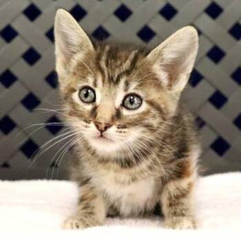 Domestic Short Hair Cats Available for Adoption in Fort Davis, Texas - Tofu | PetCurious