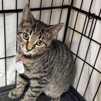 Pizza -  Domestic Short Hair Cat for Adoption in Normal, Illinois - Pizza | PetCurious