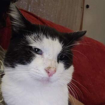 Rescue Domestic Short Hair Cats for Adoption in Rochester, Minnesota - Found Oreo | PetCurious