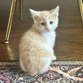 Manx Cats Available for Adoption in Lilburn, Georgia - Jakob | PetCurious