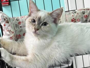 Bean Sprout (The Salad Mix Litter, females) -  Snowshoe Cat for Adoption in Baltimore, Maryland - Bean Sprout (The Salad Mix Litter, Females) | PetCurious