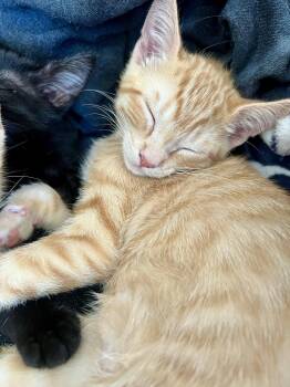 Maddeus -  Domestic Short Hair Cat for Adoption in Phoenix, Arizona - Maddeus | PetCurious