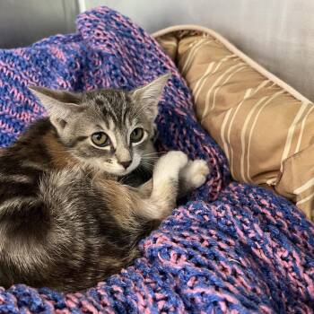 Mimosa -  Domestic Short Hair Cat for Adoption in West Palm Beach, Florida - Mimosa | PetCurious