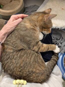 Domestic Short Hair and Tabby Cats Available for Adoption in Dallas, Texas - Alma | PetCurious