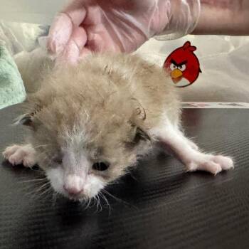 Rembrandt -  Domestic Short Hair Cat for Adoption in Eureka Springs, Arkansas - Rembrandt | PetCurious