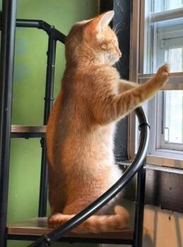 Catthew -  Domestic Short Hair Cat for Adoption in Trenton, New Jersey - Catthew | PetCurious