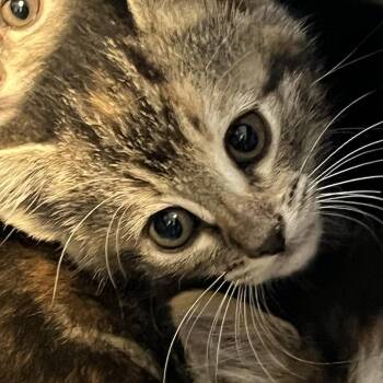 Miss Peacock -  Domestic Short Hair Cat for Adoption in Greensboro, North Carolina - Miss Peacock | PetCurious
