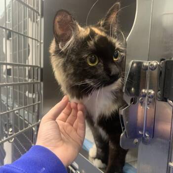 Domestic Long Hair Cats Available for Adoption in Greensboro, North Carolina - Jigsaw Puzzle | PetCurious