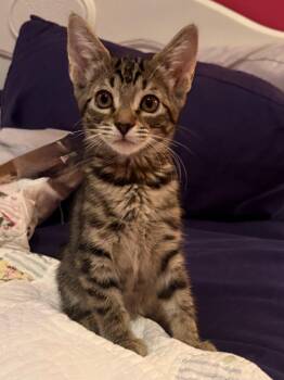 Dana -  Domestic Short Hair Cat for Adoption in Valdosta, Georgia - Dana | PetCurious