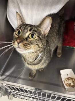Domestic Short Hair Cats Available for Adoption in Vancouver, Washington - Mister | PetCurious