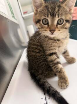 Chanty -  Domestic Short Hair Cat for Adoption in Wakefield, Quebec - Chanty | PetCurious