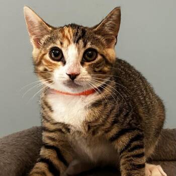 Nea -  Domestic Short Hair Cat for Adoption in Cumming, Georgia - Nea | PetCurious