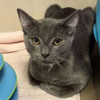 Daisy -  Domestic Short Hair Cat for Adoption in New York, New York - Daisy | PetCurious