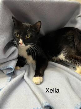 Mama Xella -  Domestic Short Hair Cat Available for Adoption in Cloquet, Minnesota - Mama Xella | PetCurious