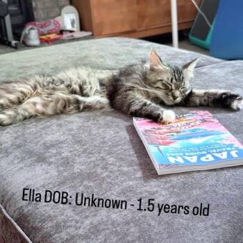 Ella C11553 -  Domestic Medium Hair Cat for Adoption - Ella C11553 | PetCurious