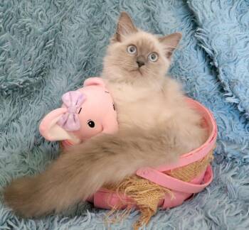 Sophia -  Ragdoll Cat for Adoption in St. Augustine, Florida - Sophia | PetCurious