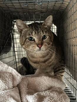 VINEYARD 5 -  Domestic Short Hair Cat for Adoption in Rancho Cucamonga, California - VINEYARD 5 | PetCurious