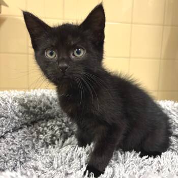 Forrest -  Domestic Short Hair Cat for Adoption in East Hampton, New York - Forrest | PetCurious