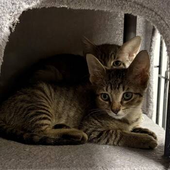 CHESTER & CHUCKLES L - BROTHERS -  Tabby Cat for Adoption in New York, New York - CHESTER & CHUCKLES L - BROTHERS | PetCurious