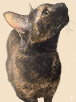 Domestic Short Hair Cats Available for Adoption - Luna | PetCurious