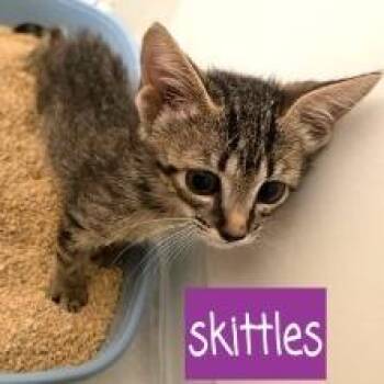 Skittles -  Domestic Short Hair Cat for Adoption in Tempe, Arizona - Skittles | PetCurious