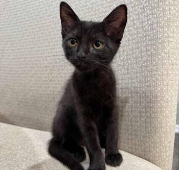 Dolly & Jolene -  Tortoiseshell and Bombay Cat for Adoption in Walnut Creek, California - Dolly & Jolene | PetCurious