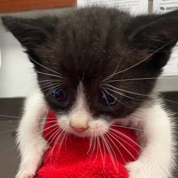 Ivy -  Domestic Short Hair Cat for Adoption in Columbus, Georgia - Ivy | PetCurious