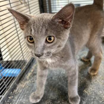 Slate 2026 -  Domestic Short Hair Cat for Adoption in Cincinnati, Ohio - Slate 2026 | PetCurious