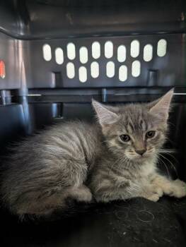 Zambezi -  Tabby Cat for Adoption in Grand Junction, Colorado - Zambezi | PetCurious