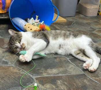 Rescue Domestic Short Hair Cats for Adoption in Mcdonald, Pennsylvania - Gilligan | PetCurious