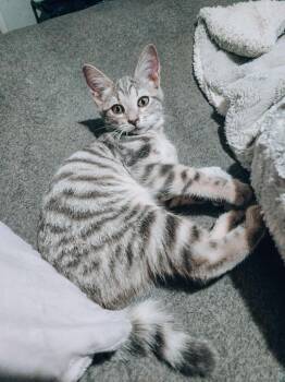 Robin -  Tabby Cat for Adoption in Goodyear, Arizona - Robin | PetCurious