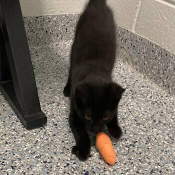 Millhouse -  Domestic Short Hair Cat for Adoption in Dayton, Ohio - Millhouse | PetCurious