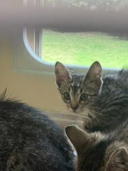 Oakland (pink polish) -  Domestic Short Hair Cat for Adoption in Chamblee, Georgia - Oakland (pink Polish) | PetCurious