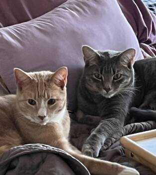 Jedi and Yoda AKA Tumnus and Edmund -  Domestic Short Hair Cat for Adoption in Fairfax, Virginia - Jedi And Yoda AKA Tumnus And Edmund | PetCurious