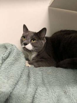 Wally Kimbo (declawed) -  Domestic Short Hair Cat for Adoption in Annapolis, Maryland - Wally Kimbo (declawed) | PetCurious