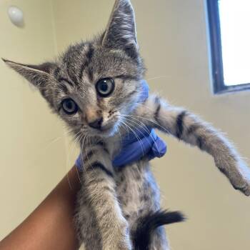 Squash -  Domestic Short Hair Cat for Adoption in Pasadena, California - Squash | PetCurious